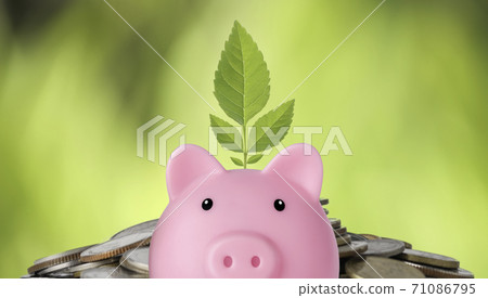 Business investment save growth for advertising concept. Plant growing on piggy bank on stack coin Business investment save growth for advertising concept. Plant growing on piggy bank on stack coin 71086795