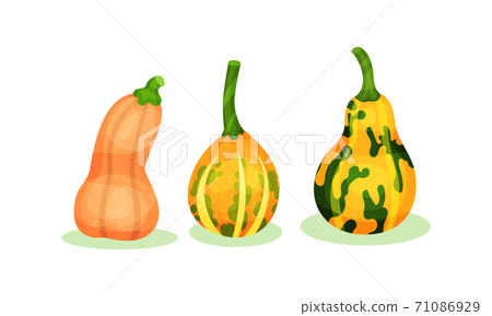 Bright Pumpkin of Different Shapes and Sizes Vector Set 71086929