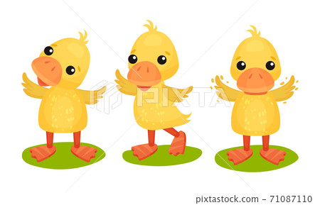 Funny Yellow Duckling Standing and Waving Wings Vector Set Funny Yellow Duckling Standing and Waving Wings Vector Set 71087110