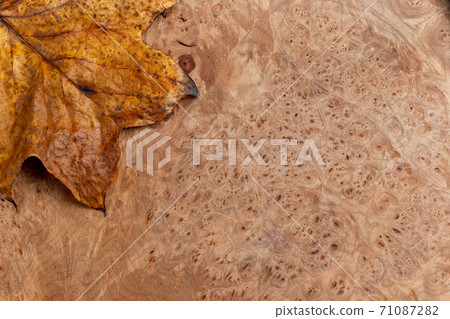 Tulip tree in autumn colors and wooden board Tulip tree in autumn colors and wooden board 71087282