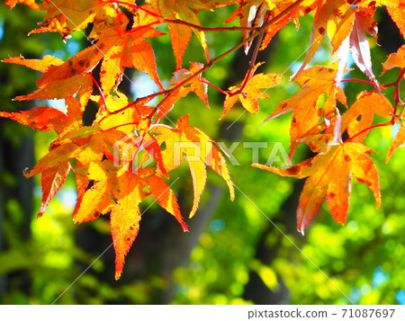 Leaves that turned beautifully in autumn Leaves that turned beautifully in autumn 71087697