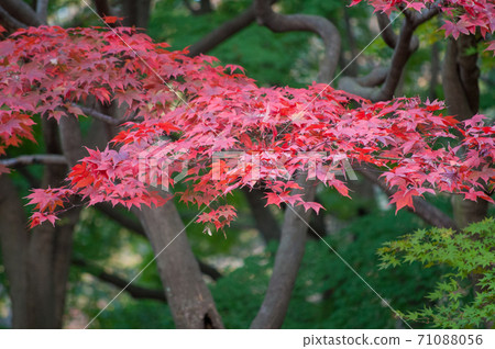 Autumn leaves in Hikarigaoka Park colored red 71088056