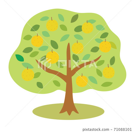 Illustration of a pear tree with many fruits Illustration of a pear tree with many fruits 71088101
