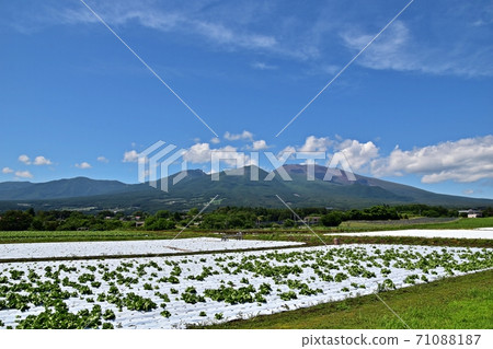 從宮田町看到的新鮮綠色淺間山和高原蔬菜田 71088187