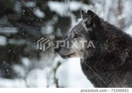 冬季動物園裡的狼/北海道旭川 冬季動物園裡的狼/北海道旭川 71088681