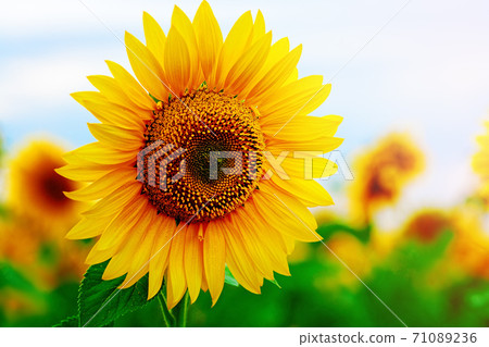 Colorful sunflower close-up on a sunflower field. Background for agriculture Colorful sunflower close-up on a sunflower field. Background for agriculture 71089236
