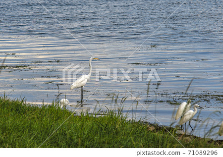 Egret on the shores of Lake Biwa Egret on the shores of Lake Biwa 71089296