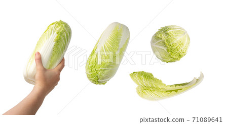 Whole Chinese Cabbage, Napa Cabbage or Wombok 71089641