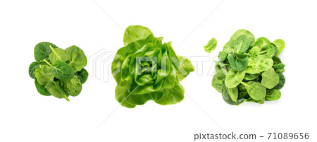 Raw fresh boston lettuce salad or butterhead isolated on white 71089656
