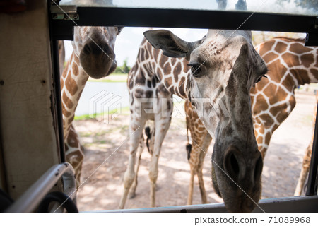 giraffes poke face into tourist bus window 71089968