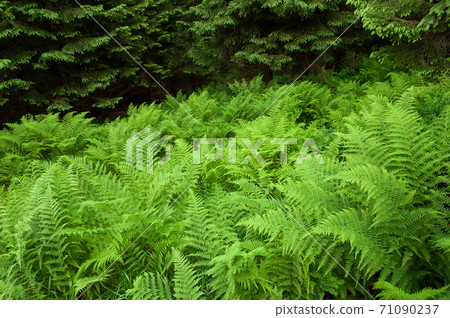 Fern in the forest Fern in the forest 71090237