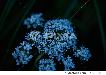 Yamazelli flower 71090445