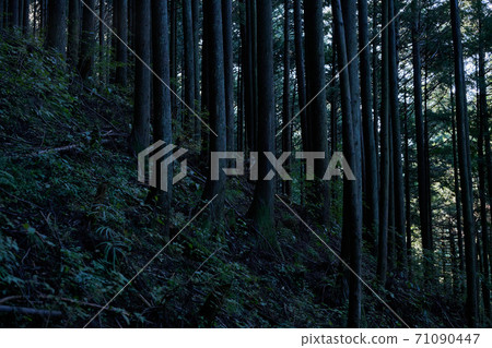 杉林和鎌倉在奧多摩 杉林和鎌倉在奧多摩 71090447