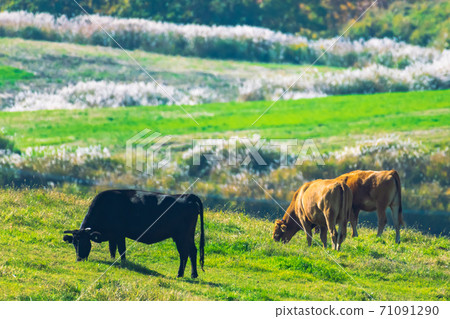 Cows grazing in the wilderness of the plateau [Kumamoto Prefecture] 71091290