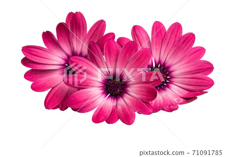Osteospermum Daisy or Cape Daisy Flower 71091785