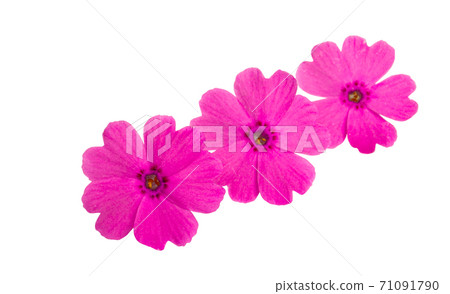 beautiful pink verbena flower isolated beautiful pink verbena flower isolated 71091790