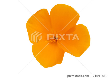 orange poppy isolated orange poppy isolated 71091810