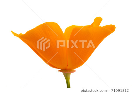 orange poppy isolated orange poppy isolated 71091812