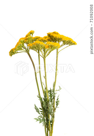 tansy flower isolated tansy flower isolated 71092008