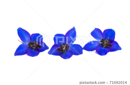 blue delphinium flowers isolated 71092014