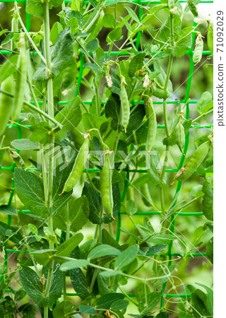 green peas growing on the farm 71092029