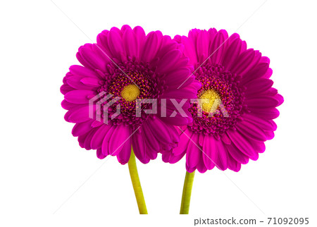 beautiful gerbera isolated beautiful gerbera isolated 71092095
