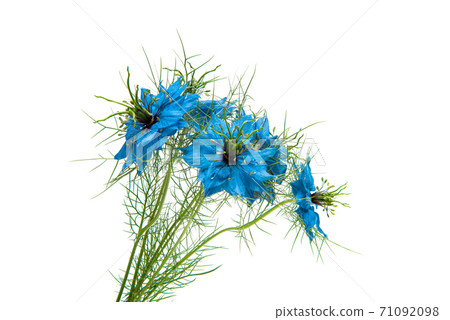 Nigella Blue isolated Nigella Blue isolated 71092098