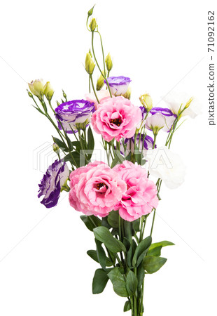 beautiful eustoma flowers isolated beautiful eustoma flowers isolated 71092162