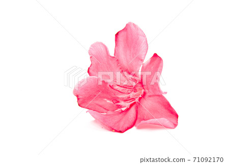 oleander flower isolated 71092170