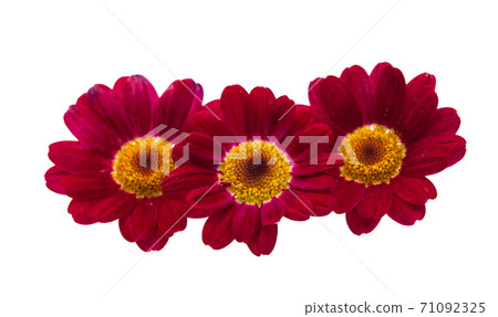 chamomile isolated 71092325