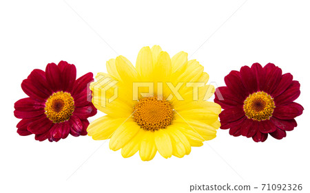chamomile isolated chamomile isolated 71092326