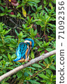 翠鳥 71092356