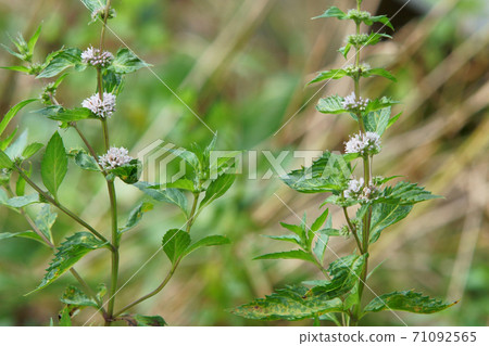 Peppermint Flower Peppermint Flower 71092565