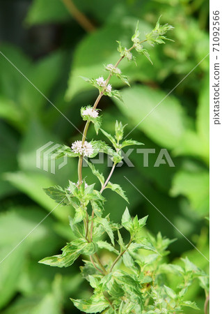 Peppermint Flower Peppermint Flower 71092566