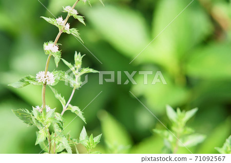 Peppermint Flower 71092567