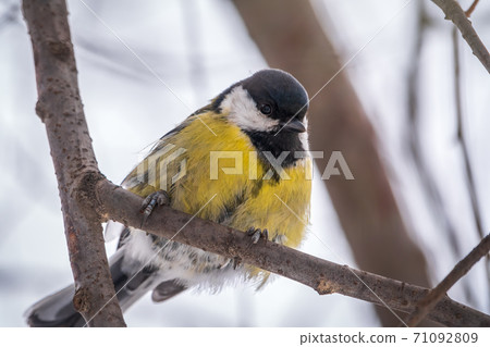 Cute bird Great tit, songbird sitting on a branch without leaves in the autumn or winter. Cute bird Great tit, songbird sitting on a branch without leaves in the autumn or winter. 71092809