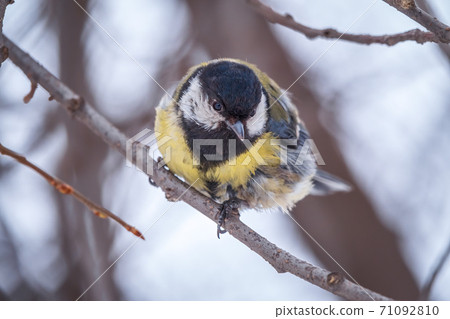 Cute bird Great tit, songbird sitting on a branch without leaves in the autumn or winter. Cute bird Great tit, songbird sitting on a branch without leaves in the autumn or winter. 71092810