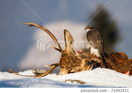 Northern goshawk sitting on dead deer in winter nature 71092811