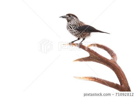 Spotted nutcracker sitting on antlers isolated on white background. Spotted nutcracker sitting on antlers isolated on white background. 71092812