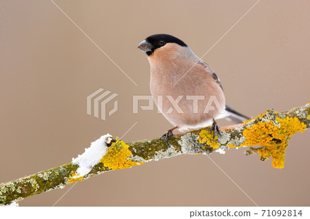 Eurasian bullfinch female sitting on moss branch in winter Eurasian bullfinch female sitting on moss branch in winter 71092814