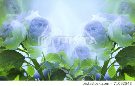 Floral summer white-blue beautiful background. A Floral summer white-blue beautiful background. A 71092848
