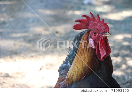 Red and black cock portrait in farm yard. Natural farming Red and black cock portrait in farm yard. Natural farming 71093190