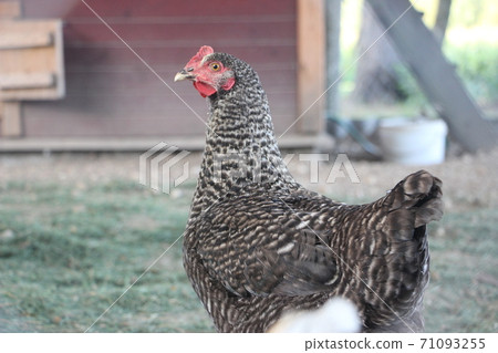 speckled hen on farm yard. Natural farming concept speckled hen on farm yard. Natural farming concept 71093255