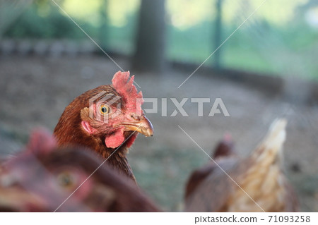Portrait of the brown hen in the country yard. Selective focus. Farm concept 71093258