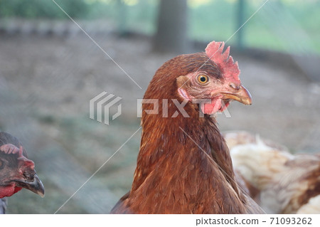 Portrait of the brown hen in the country yard. Selective focus. Farm concept 71093262