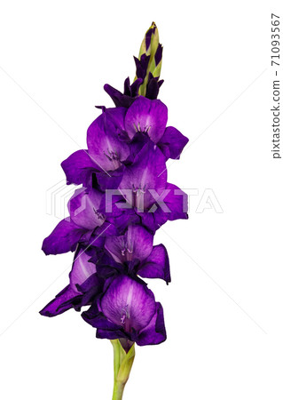 Purple gladiolus flower isolated on white background 71093567
