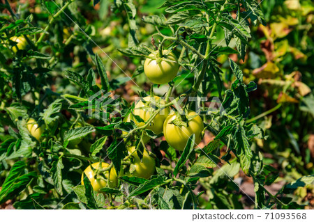 Green unripe tomatoes on the bush in vegetable garden 71093568