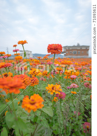 Flowers under the blue sky 71093611