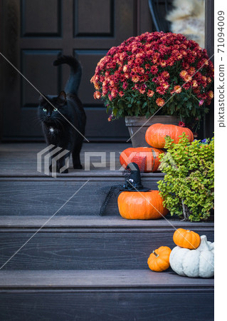 Halloween garden composition with a black cat, orange pumpkins, chrysanthemum potted, front door steps decoration 71094009