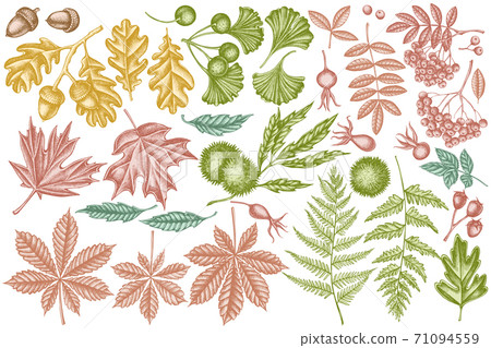 Vector set of hand drawn pastel fern, dog rose, rowan, ginkgo, maple, oak, horse chestnut, chestnut 71094559